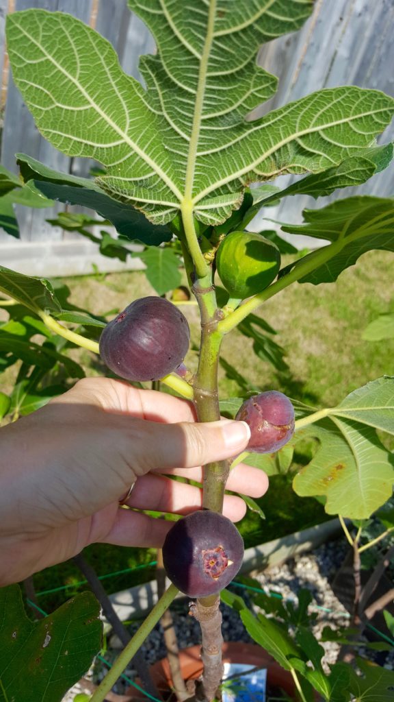 Can you grow gardenfresh Figs in Canada? Back To My Garden